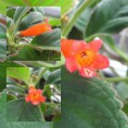 /album/fotogaleria-kohlerie/kohleria-spicata-jpg/